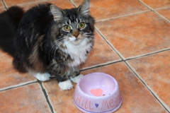 Cat Bowl Painted for Maine-Coon 'Meggy'